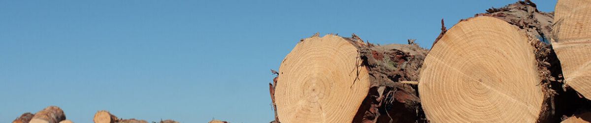Logs of wood stacked on top of each other