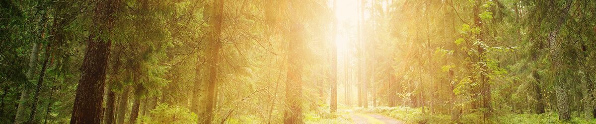 What Does the New FSC® Standard Mean for Pesticide Use?