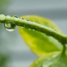 Sustainable Biofuel/Bioproducts, Palm Oil and Sugarcane Certifications
