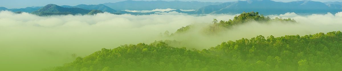 Navigating the European Deforestation Regulation (EUDR)