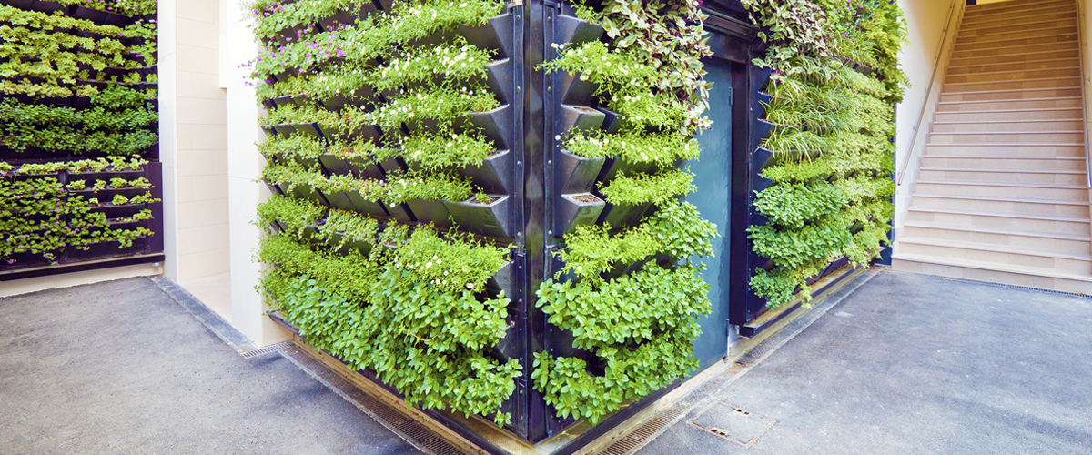 indoor plants
