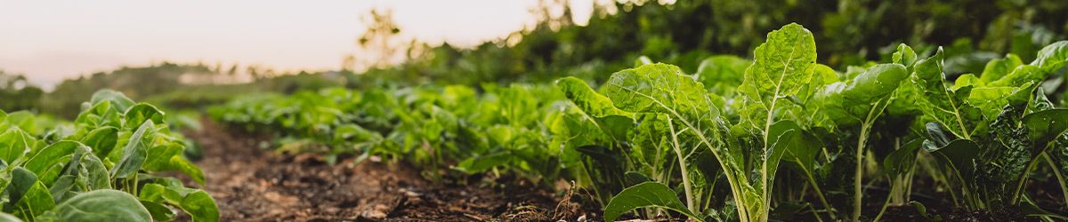 Navigating New Norms: Retailer Requirements for Biodiversity and Pest Management 