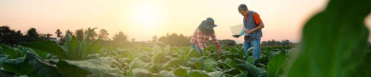 The New Organic Rulebook: Certification for Importers, Distributors and More
